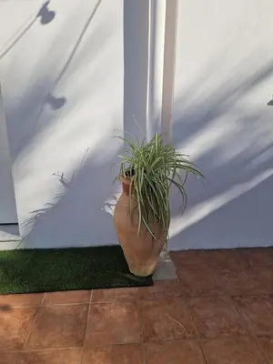 a plant in a pot next to a wall at Mammì in Balestrate