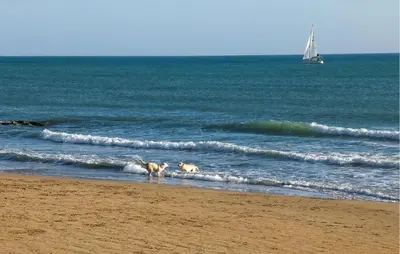two dogs walking in the water on the beach at Nice Home In Balestrate in Balestrate