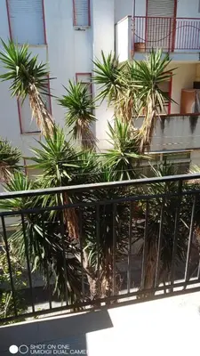 a group of palm trees in front of a building at Nicitra in Isola delle Femmine