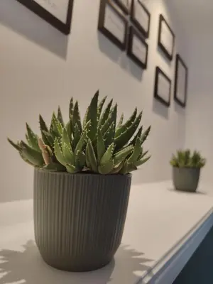 a green potted plant sitting on a table at Quintadecima Rooms in Palermo