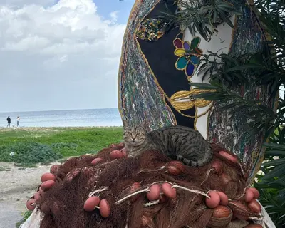a cat laying on top of a persons head on the beach at Casa Ciccina in Palermo