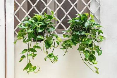 two potted plants hanging on a wall at Loft35 - Loft con Vasca Idromassaggio nel Cuore di Palermo 