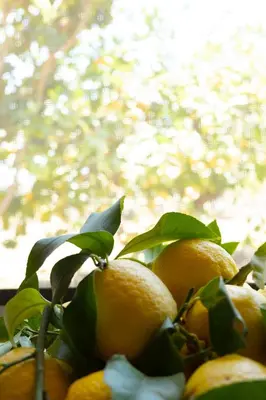 a bunch of oranges sitting on a tree at Appartamento vicino Palermo - 2 bedr in Trabia in Trabia