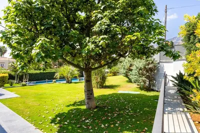 a tree in the middle of a green yard at Ibis Lodge With Swimming Pool in Palermo