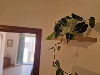 a plant sitting on a shelf in a room at Love nest cathedral ,in the heart of the city in Palermo