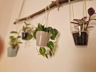 four potted plants are hanging on a wall at Love nest cathedral ,in the heart of the city in Palermo