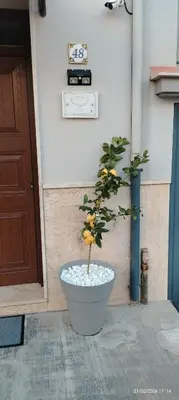 a plant in a white pot next to a door at Casa Monteserrato in Terrasini