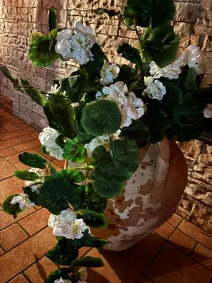 a white vase with white flowers in it at da Mimì in San Vito lo Capo