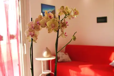 a vase with flowers in a room with a red couch at Baia del Sol Balestrate in Balestrate