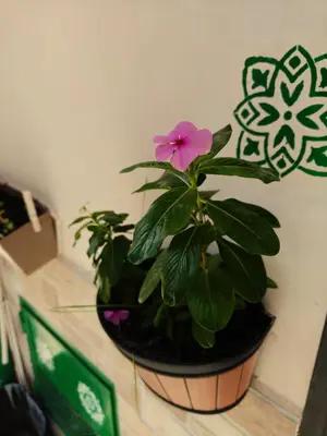 a plant with a pink flower in a pot at A meravigghia Casa vacanze in Bagheria