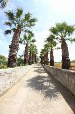 a row of palm trees on a road at B&B Menta & Peperoncino in Partinico