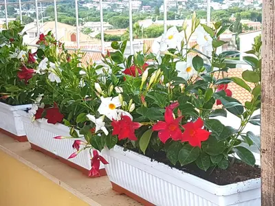 a row of flowers in pots on a window sill at Casetta Tiffany Mondello in Mondello