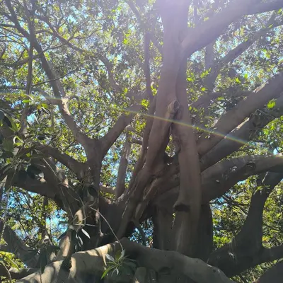 a large tree behind a stone wall at Naima House in Palermo