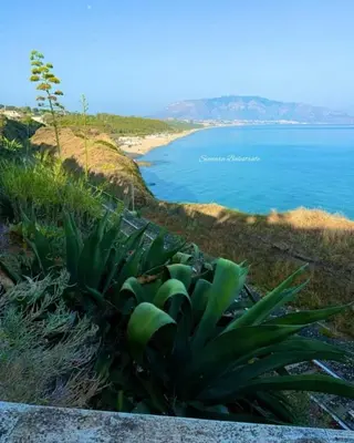 a plant on a hill next to a beach at Arena Dorada apartaments Morrocoy in Balestrate