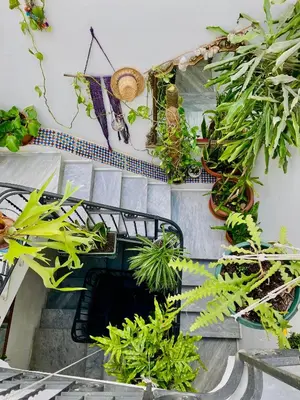 a bunch of potted plants on a wall at Alvorada Rooms in Palermo