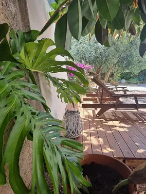 a plant in a pot next to a patio at Villa Grasta, Nuova Esclusiva con Piscina in Capaci