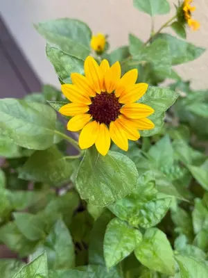 a yellow flower in a pot with green leaves at Borbon Home luxury rooms & SPA in Palermo