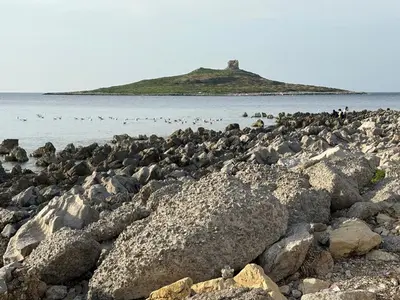 a group of birds standing on a rocky beach at Summer House in Isola delle Femmine