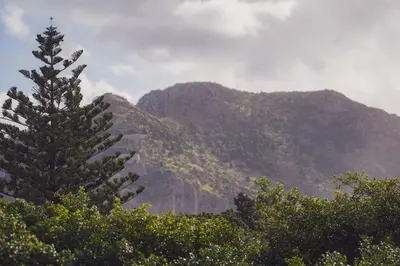 a pine tree in front of a mountain at Casa TreMar - Flat with roof top in Mondello in Palermo
