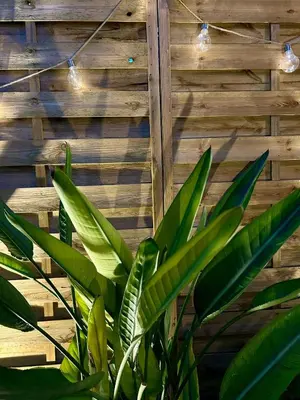 a plant in front of a wooden wall with lights at Don Bosco Suite in Palermo