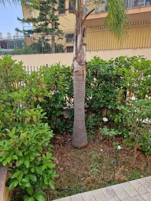 a palm tree in a garden next to a fence at Sicily's Garden in Bagheria