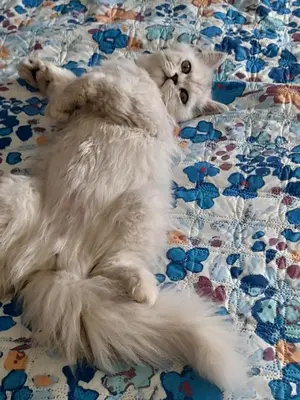 a white cat laying on top of a bed at La stanza del buonriposo in Palermo
