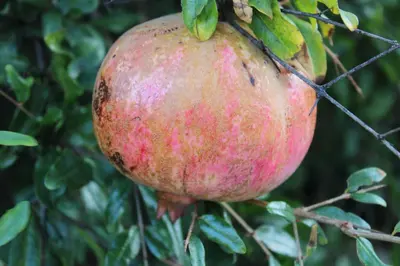 a pomegranate hanging from a tree at B&B Selene in San Vito lo Capo