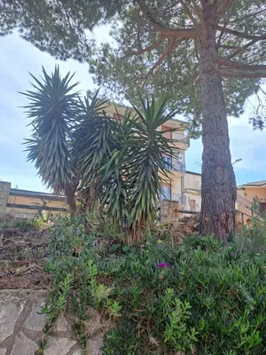 two palm trees and plants in front of a building at ANGELA Rooms in Marineo