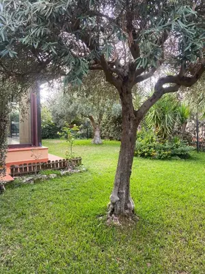 a tree sitting in the grass next to a bench at Il Giardino di Seba in Campofelice di Roccella