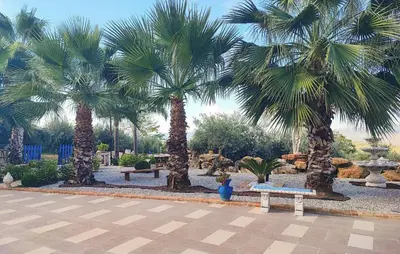 a garden with palm trees and benches in a park at Amazing Home In San Cipirello With Swimming Pool in San Cipirello
