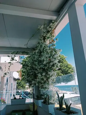 a plant hanging from the ceiling of a building at Seahouse Casa vacanze Studiocantieri in Santa Flavia