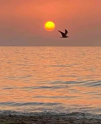 a bird flying over the ocean at sunset at Villa Vulcano - Le Ville del Mediterraneo in Campofelice di Roccella