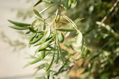 a bunch of green olives hanging from a tree at La Dimora di Icaro - near the sea, the Airport and Palermo in Carini