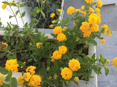 a bunch of yellow flowers in a pot at Le case di Palma in San Vito lo Capo