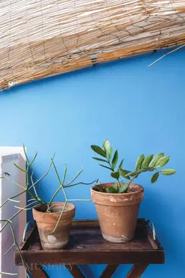 two potted plants sitting on a shelf against a blue wall at Cala & Cassari View By DomuSicily in Palermo