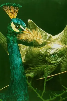 a peacock is standing next to a turtle at Holiday Home 'Suite Zibibbo' mit Aussicht by Interhome in Santa Flavia