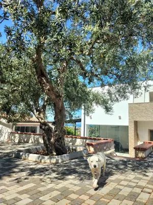a white dog standing next to a tree at AmarMare Bed&Breakfast in Trappeto