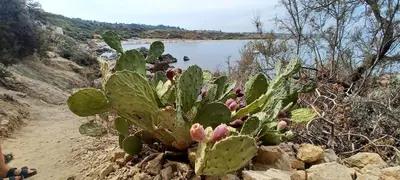 a cactus on a hill next to a body of water at Cala38 in Terrasini