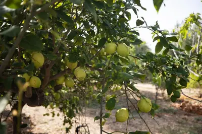 a bunch of fruit on a tree in an orchard at Richgood Luxury homes - Villa Zefira sole in Altavilla Milicia