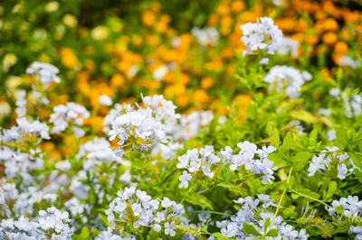 a bunch of white flowers in a field at Terre e Torri Country Resort in Lascari
