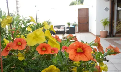 a bunch of colorful flowers in a yard at Kimos in San Vito lo Capo