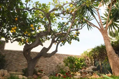 an orange tree in front of a brick building at Kimos in San Vito lo Capo