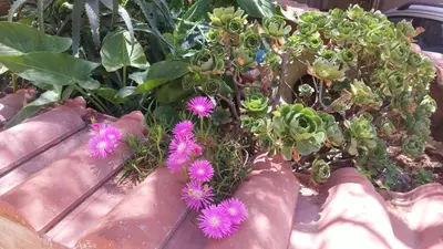 a bunch of purple flowers in a garden at Casa Josephine in Balestrate