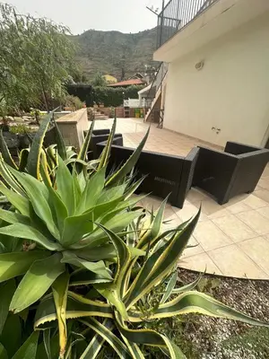 a large green plant sitting next to a patio at Villa Giorgia in Cefalù