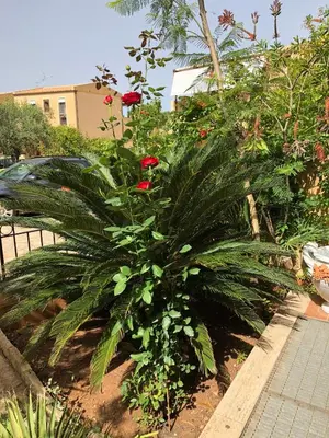 a plant with red flowers in a garden at casa Francy in San Vito lo Capo