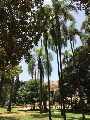 a group of palm trees in a park at Casa Rosa in Palermo
