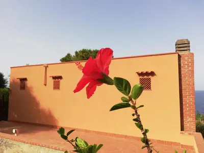 a red flower on a plant in front of a building at Piccola Baia in Scopello