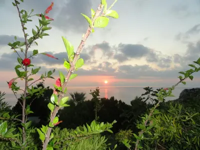 a plant with a sunset in the background at Piccola Baia in Scopello