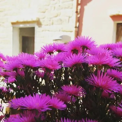 a bunch of purple flowers in front of a building at B&B Cinisi Vacanze in Cinisi