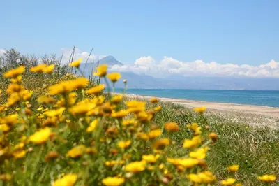 a field of yellow flowers next to a beach at Verdemare in Cefalù